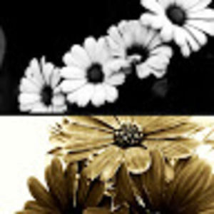 Meet your Posher, Sami